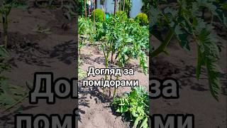 Як я доглядаю за своїми помідорами. ПАСИНКУВАННЯ