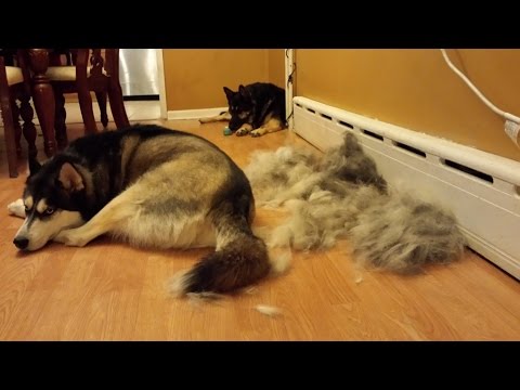 german shepherd shedding siberian husky and german shepherd shedding german shepherd shedding siberian husky and german shepherd shedding