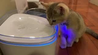 Kitten “G-ma” meets Petoneer Ultra water fountain for the first time ⛲️💦 screenshot 2