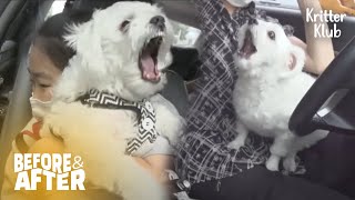 Dogs That Show Strange Behaviors Whenever On Car Ride | Before & After Makeover Ep 29