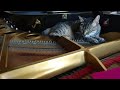 おさかな生活17g+カリカリ　ピアノ猫(うｐ主演奏)