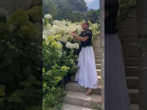 Video: Wanneer blom annabelle-hortensia's?