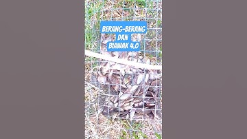 Hampir saja tidak dapat ikan gara-gara ulah berang-berang dan biawak 4.0