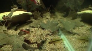 Breeding Project: Apistogramma
