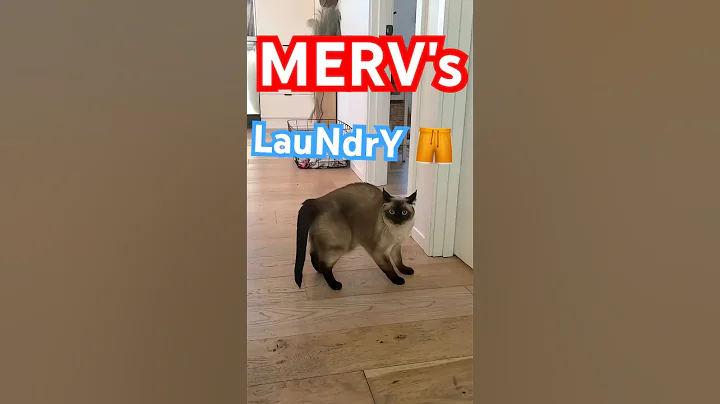 merv the talking cat folds laundry.  #cat #funnycats #kitten #cute #funny #bagagwa