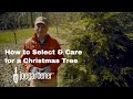 How to Select and Care for a Living Christmas Tree