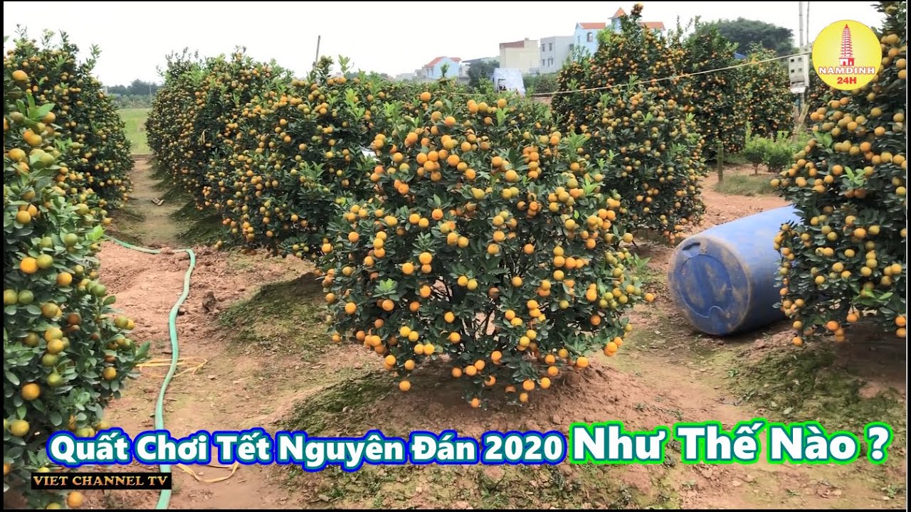 Quất Đẹp Long Lanh Bán Tại Vườn Ở Nam Định 2020 - YouTube