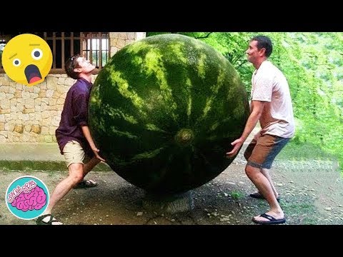 فيديو: البطيخ والبطيخ: زوجين حلوين في الحديقة والدفيئة