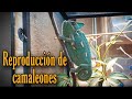 Reproducción de camaleones