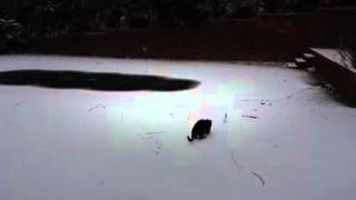 İlk Kez Kar Gören Masum Kedi