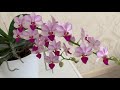 Ежедневный уход за орхидеями ...  Обходим владенья свои)