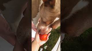 Dog Reviews Food With Girlfriend #shorts