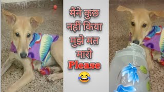 Drama dog Queens 😀🤪🤣 #funny #trending #dog #viral #doglover #A Voiceless Cute Dog Family