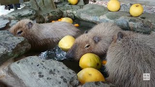 冬至前にカピバラ母娘にゆず湯プレゼント　気持ちよさそうに目を細め