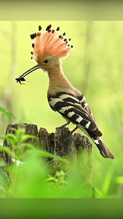 Hoopoe ( Upupa epops) , Slovakia