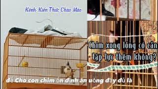Chim thay lông xong có cần thiết tập lực không? Theo Nhất Tiến Lập
