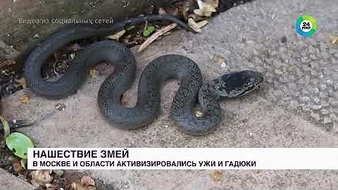 Ядовитые змеи нападают на людей в Москве и Подмосковье