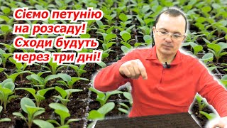 Посійте свою петунію саме ТАК, та отримайте сходи за ТРИ дні!