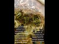 Pensamiento y Propósito! Preservación, Conservación de Polinizadores y Medicina natural.