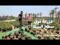 باب الخلق الشجرة هتكلفك ٥ جنيه وتاكل منها فلفل وبتنجان وفراولة طول السنة على سطح بيتك