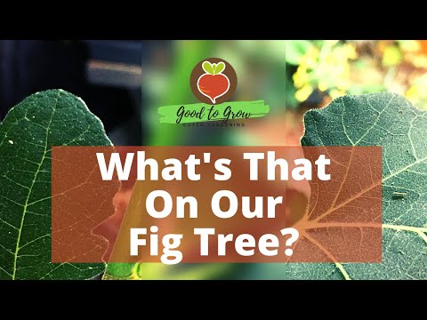 Chicago Hardy Fig