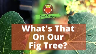 Chicago Hardy Fig Tree Fruiting and Care | Fruit in the FIRST Year | Guten Yardening