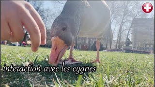 interaction avec les cygnes by Animal group Eu 1,521 views 2 years ago 8 minutes, 53 seconds