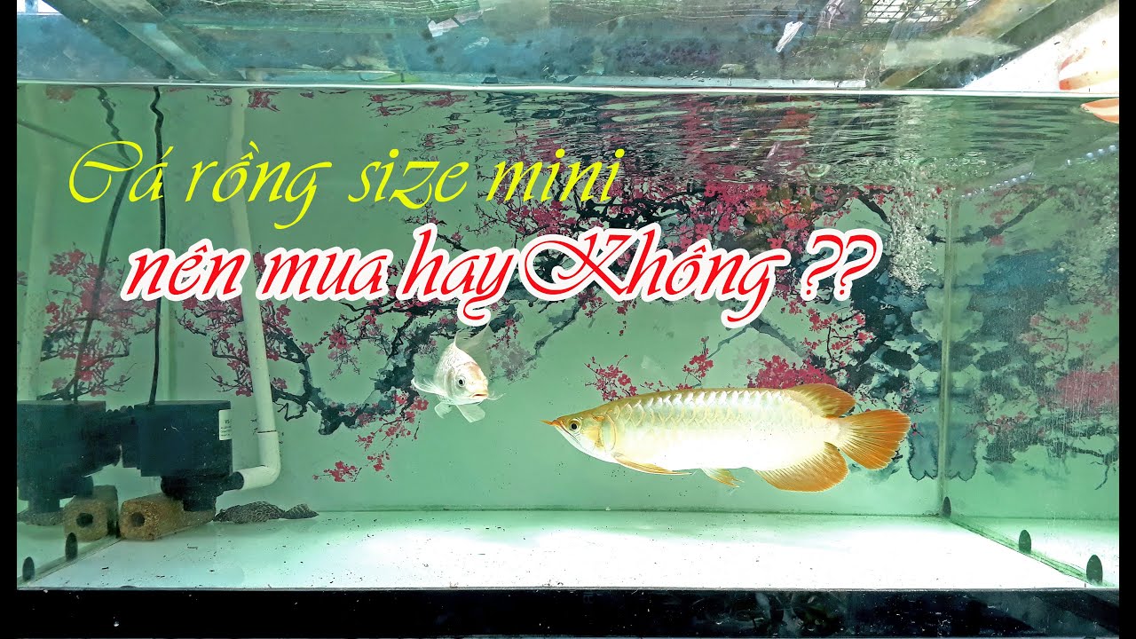 Có nên mua cá rồng size mini Không?? - YouTube