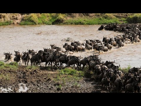 Vídeo: Riu Mara a l'Àfrica i un gran espectacle de migració animal