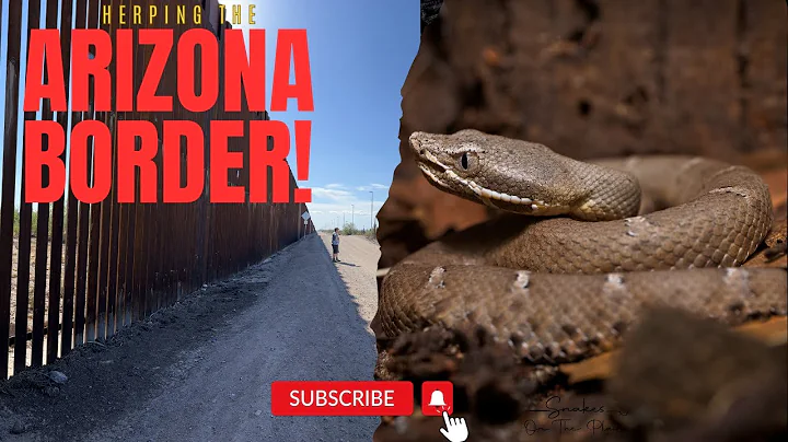 Herping Arizona/Mexico Border! 🇺🇸🇲🇽🐍- Summer 2023. #photography #wildlife #animal #arizona #border