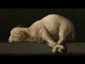 Jesus the Lamb: Re-examining the Imagery - Revd Conrad Hicks