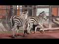 グラントシマウマの『ファミリー』『ハッピー』『アラシ』 (茶臼山動物園) 2018年4月15日