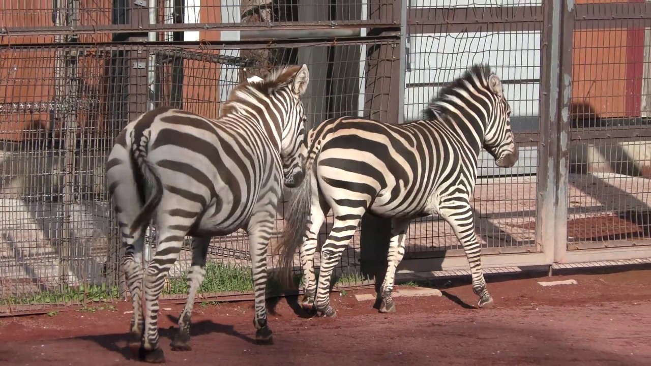 Grant's zebra Family (Nagano City Chausuyama Zoo, Nagano, Japan