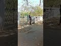 subah subah Maine ek din Dali cricket ki #cricket