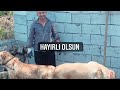 Köpek nasıl eşleşir