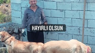 Köpekler Nasıl Çiftleşir?