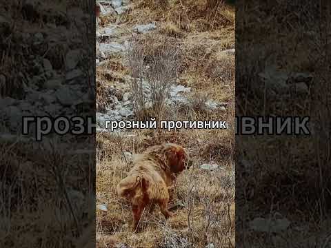 #дикаяприрода #животные #природа #звери #snowleopard #snowleopards #снежныйбарс #тибетскиймастиф