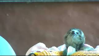 Teeny tiny baby sloth Robin looks like a little doll!!  😋  Recorded 12\/24\/22