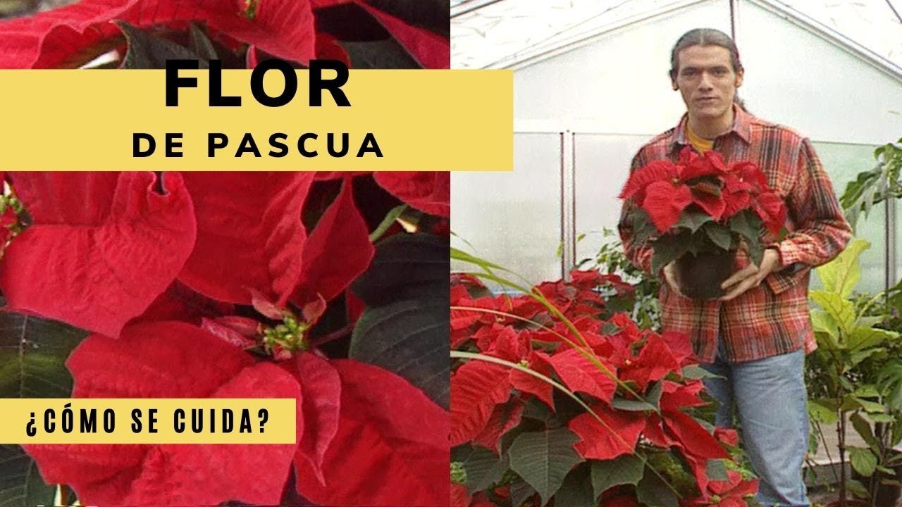 FLOR de PASCUA: cómo cuidarla ?‍? ¡Aprende todo sobre la Flor de Navidad  o Poinsettia! ? Jardinatis - YouTube