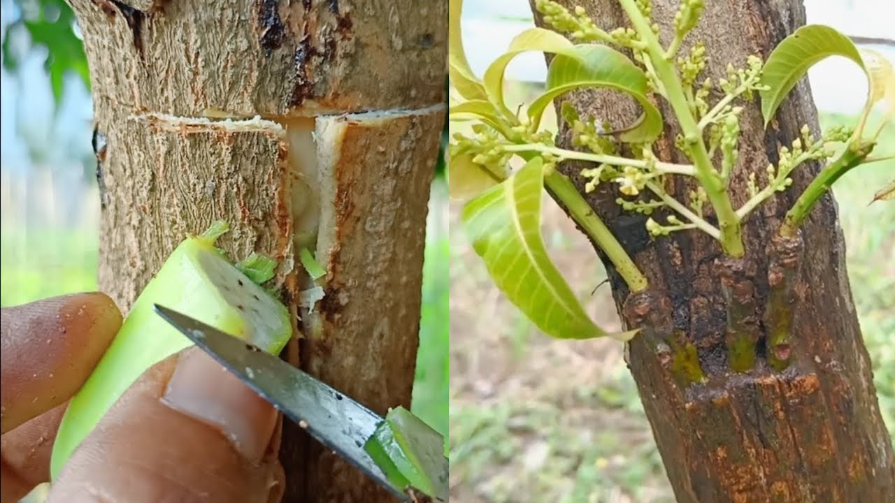 Секрет прививки манговых деревьев с помощью бананов.