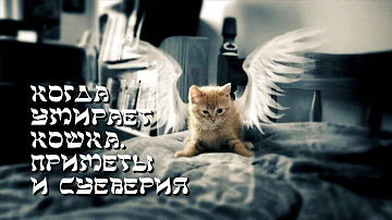 Когда умирает кошка  Приметы и суеверия