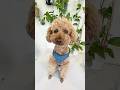 わが家の愛犬にピッタリ❣️世界に一つのハーネスの作り方　Perfect for my dog❣️How to make a one-of-a-kind harness #shorts