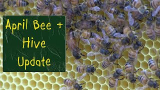 April Bee and Hive Update