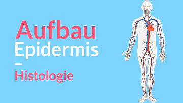 Welche Schichten liegen unter der Epidermis?