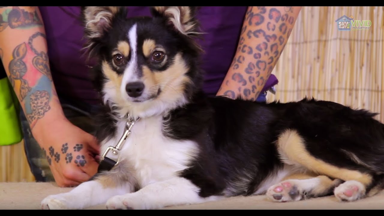pet supplies in cartimar Part1: Leash reactive dog and leadership overview