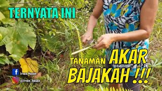 Berburu Tanaman Berkhasiat Di Kebun, Ternyata Ada Akar BAJAKAH yang Bisa Mengobati Kanker