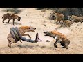 The Python Approached This Hyenas, But What Happened Was Unexpected