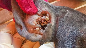 We comb his hair to rid of tick- Remove from his four toes - Removed All Ticks From Poor Dog