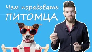 Как порадовать собаку? Как порадовать собаку?