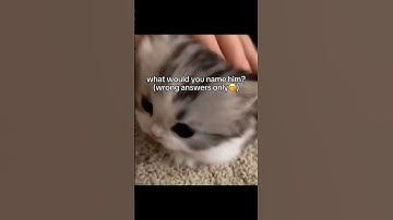 Wrong Answers Only :3 #foryoupage #shorts #trending #cute #cat